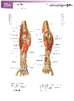 Sobotta Atlas of Human Anatomy  Head,Neck,Upper Limb Volume1 2006, page 211